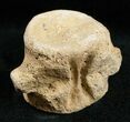 Champsosaurus Vertebrae (Cretaceous Reptile) #12032-1